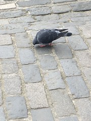 Columba livia domestica