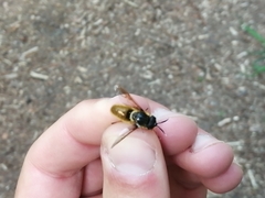 Callicera aenea