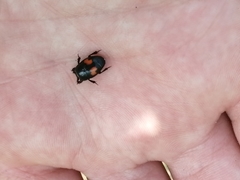 Margarinotus bipustulatus