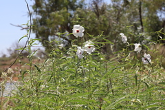 Hibiscus meraukensis