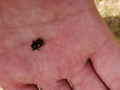 Margarinotus bipustulatus