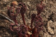 Paeonia chamaeleon