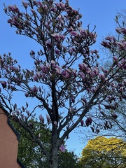 Magnolia