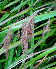 Machaerina sinclairii