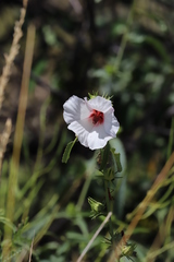 Hibiscus meraukensis