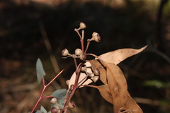 Eucalyptus andrewsii
