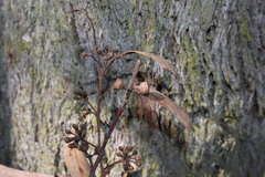 Eucalyptus andrewsii