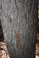 Eucalyptus andrewsii