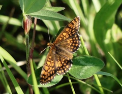 Melitaea aurelia