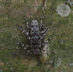 Aegomorphus clavipes