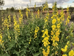 Crotalaria dissitiflora