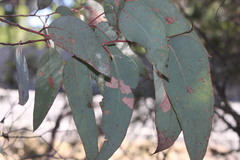 Eucalyptus andrewsii