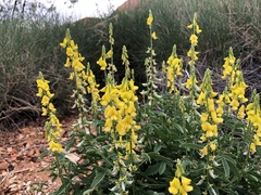 Crotalaria dissitiflora