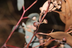 Eucalyptus andrewsii