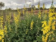 Crotalaria dissitiflora