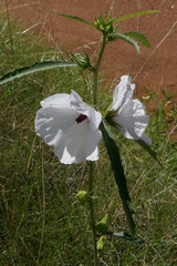 Hibiscus meraukensis