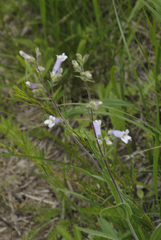 Penstemon gracilis
