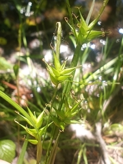 Carex lonchocarpa