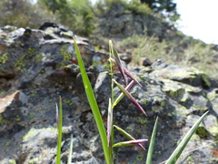 Melica stricta