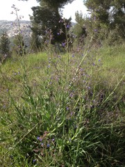 Anchusa strigosa