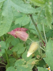 Abelmoschus moschatus