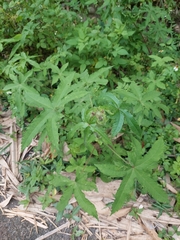 Abelmoschus moschatus