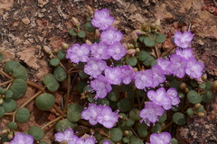 Portulaca bicolor