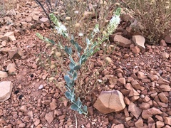 Lepidium pholidogynum