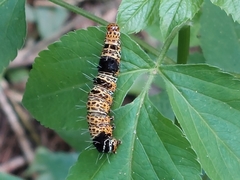 Mimeusemia vilemani
