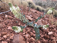 Lepidium pholidogynum