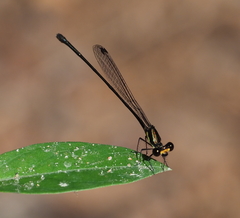 Nososticta koolpinyah