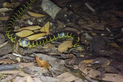 Lycodon flavozonatus