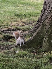 Sciurus carolinensis
