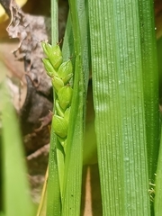 Carex abscondita