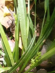 Carex abscondita