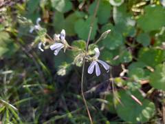Pelargonium odoratissimum