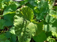 Pelargonium odoratissimum