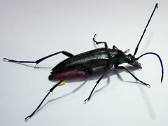 Stenurella nigra