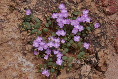 Portulaca bicolor