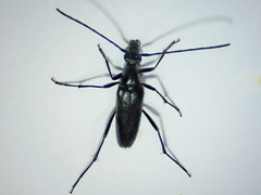Stenurella nigra