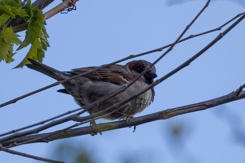 House Sparrow photographed in Utah