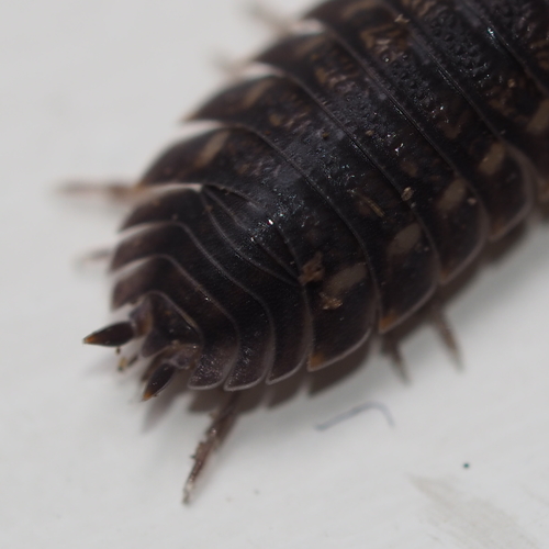 Ratzeburg's Woodlouse, photo 6 of 10