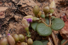 Portulaca bicolor