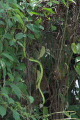 Ahaetulla farnsworthi