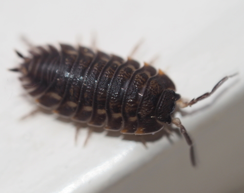 Ratzeburg's Woodlouse, photo 3 of 10