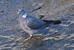Columba palumbus