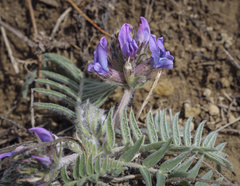 Oxytropis kungurensis
