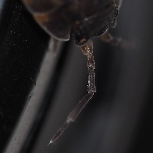 Ratzeburg's Woodlouse, photo 4 of 10