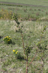 Spiraea crenata