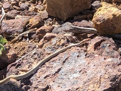 Demansia quaesitor